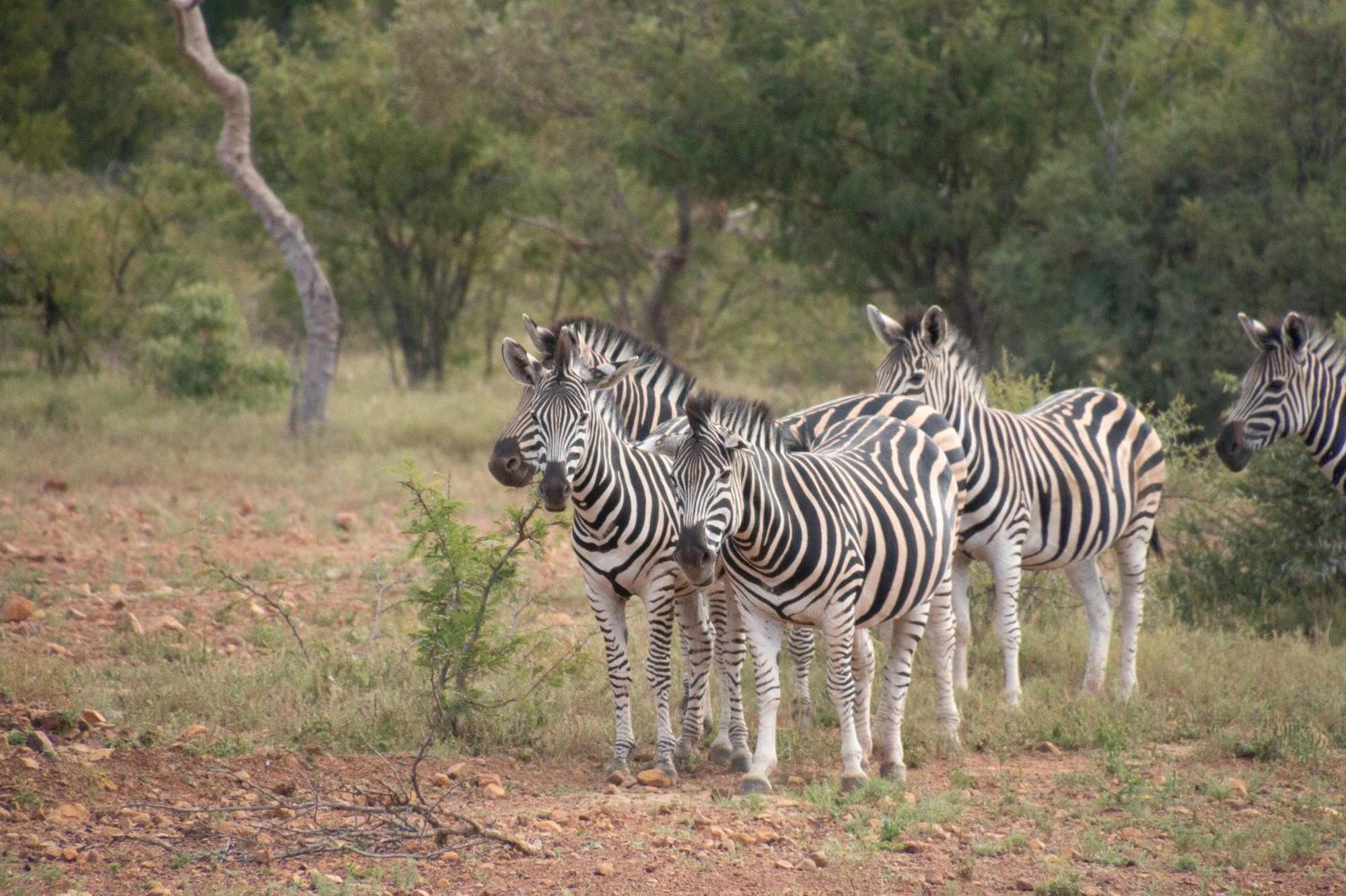 Mologa River Lodge Rust de Winter Eksteriør billede